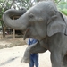 Thailand - Chiang mai- elephants feeding in Elephant nature park 