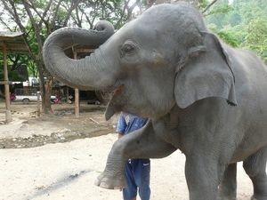 Thailand - Chiang mai- elephants feeding in Elephant nature park 