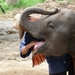 Thailand - Chiang mai- elephants feeding in Elephant nature park 