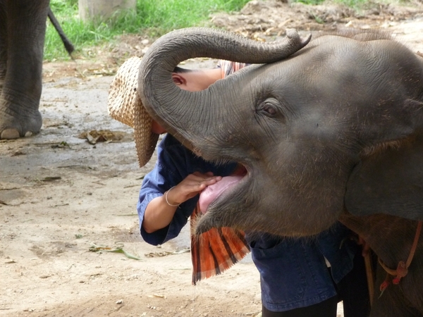 Thailand - Chiang mai- elephants feeding in Elephant nature park 