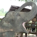 Thailand - Chiang mai- elephants feeding in Elephant nature park 