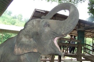 Thailand - Chiang mai- elephants feeding in Elephant nature park 