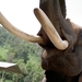 Thailand - Chiang mai- elephants feeding in Elephant nature park 