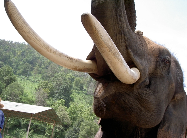 Thailand - Chiang mai- elephants feeding in Elephant nature park 