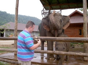 Thailand - Chiang mai- elephants feeding in Elephant nature park 