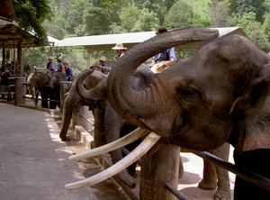 Thailand - Chiang mai- elephants feeding in Elephant nature park 