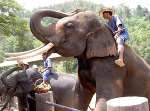 Thailand - Chiang mai- elephants feeding in Elephant nature park 