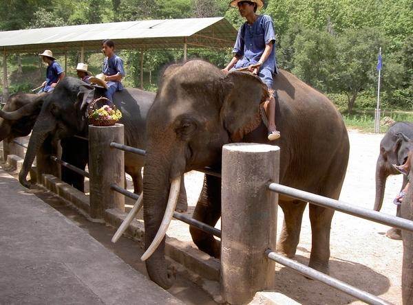 Thailand - Chiang mai- elephants feeding in Elephant nature park 