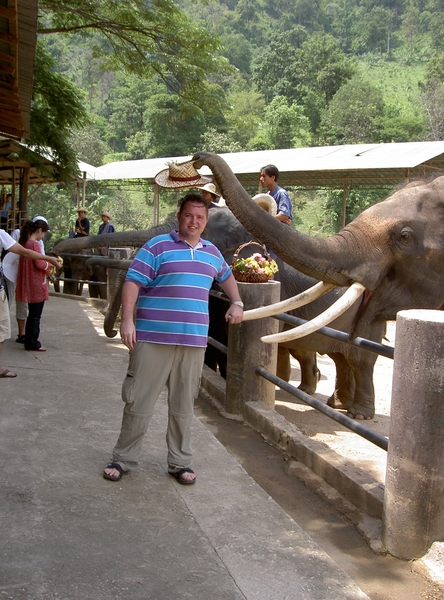 Thailand - Chiang mai- elephants feeding in Elephant nature park 