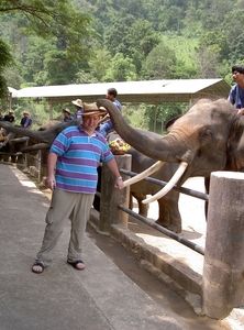 Thailand - Chiang mai- elephants feeding in Elephant nature park 