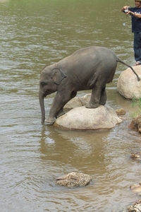 Thailand - Chiang mai- elephants feeding in Elephant nature park 