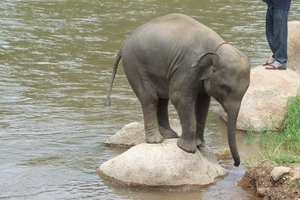 Thailand - Chiang mai- elephants feeding in Elephant nature park 