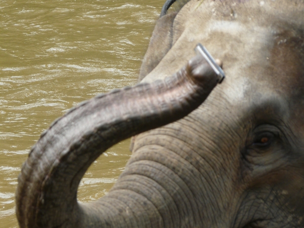 Thailand - Chiang mai- elephants feeding in Elephant nature park 