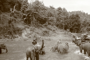 Thailand - Chiang mai- elephants feeding in Elephant nature park 