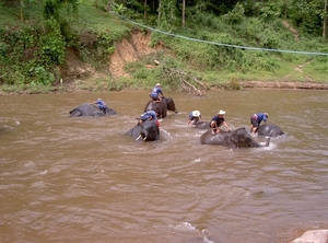 Thailand - Chiang mai- elephants feeding in Elephant nature park 