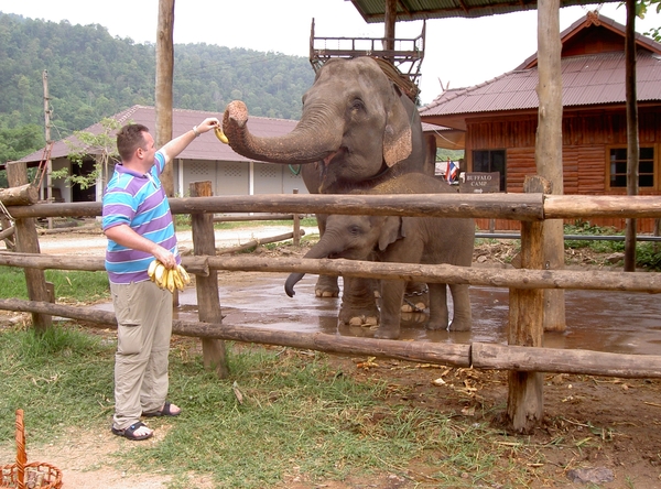 Thailand - Chiang mai- elephants feeding in Elephant nature park 