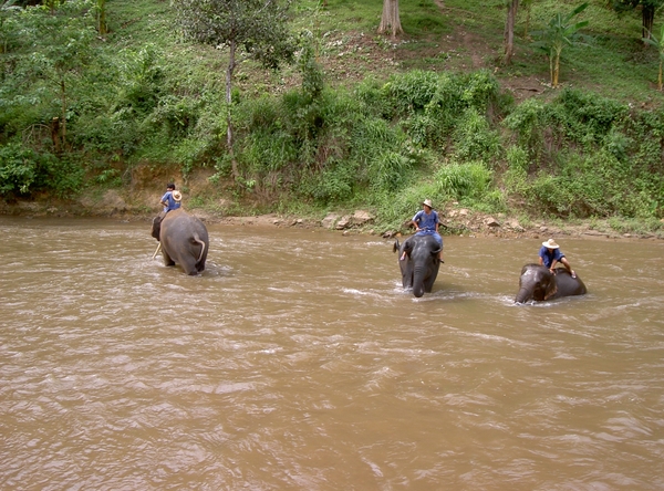 Thailand - Chiang mai- elephants feeding in Elephant nature park 