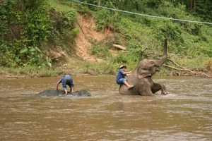 Thailand - Chiang mai- elephants feeding in Elephant nature park 