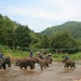 Thailand - Chiang mai- elephants feeding in Elephant nature park 