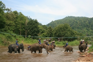 Thailand - Chiang mai- elephants feeding in Elephant nature park 