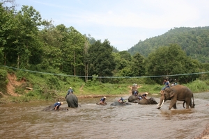 Thailand - Chiang mai- elephants feeding in Elephant nature park 