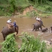 Thailand - Chiang mai- elephants feeding in Elephant nature park 