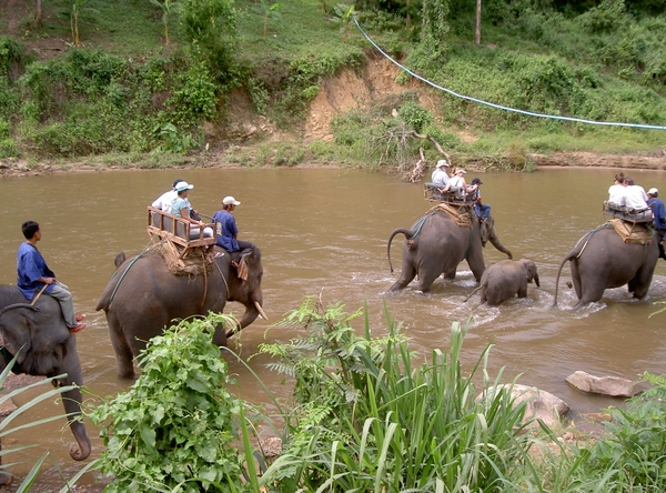 Thailand - Chiang mai- elephants feeding in Elephant nature park 