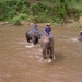 Thailand - Chiang mai- elephants feeding in Elephant nature park 