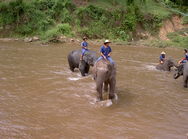 Thailand - Chiang mai- elephants feeding in Elephant nature park 