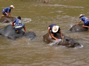 Thailand - Chiang mai- elephants feeding in Elephant nature park 