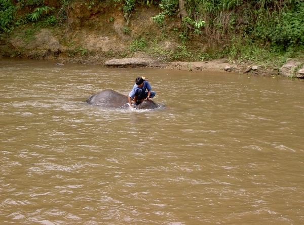 Thailand - Chiang mai- elephants feeding in Elephant nature park 