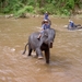 Thailand - Chiang mai- elephants feeding in Elephant nature park 