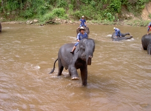 Thailand - Chiang mai- elephants feeding in Elephant nature park 