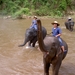 Thailand - Chiang mai- elephants feeding in Elephant nature park 