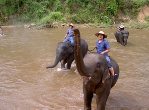 Thailand - Chiang mai- elephants feeding in Elephant nature park 