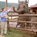 Thailand - Chiang mai- elephants feeding in Elephant nature park 