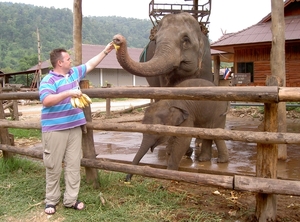 Thailand - Chiang mai- elephants feeding in Elephant nature park 