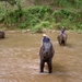 Thailand - Chiang mai- elephants feeding in Elephant nature park 