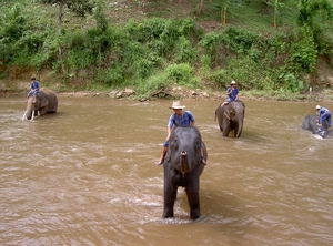 Thailand - Chiang mai- elephants feeding in Elephant nature park 