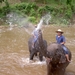 Thailand - Chiang mai- elephants feeding in Elephant nature park 