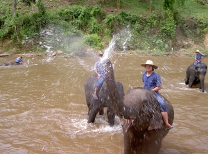 Thailand - Chiang mai- elephants feeding in Elephant nature park 