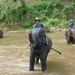 Thailand - Chiang mai- elephants feeding in Elephant nature park 