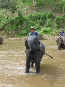 Thailand - Chiang mai- elephants feeding in Elephant nature park 