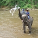 Thailand - Chiang mai- elephants feeding in Elephant nature park 