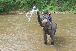 Thailand - Chiang mai- elephants feeding in Elephant nature park 