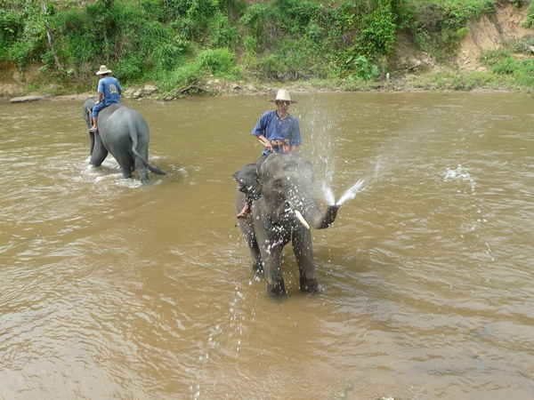 Thailand - Chiang mai- elephants feeding in Elephant nature park 