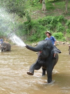 Thailand - Chiang mai- elephants feeding in Elephant nature park 