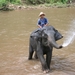 Thailand - Chiang mai- elephants feeding in Elephant nature park 