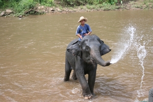 Thailand - Chiang mai- elephants feeding in Elephant nature park 