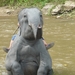 Thailand - Chiang mai- elephants feeding in Elephant nature park 